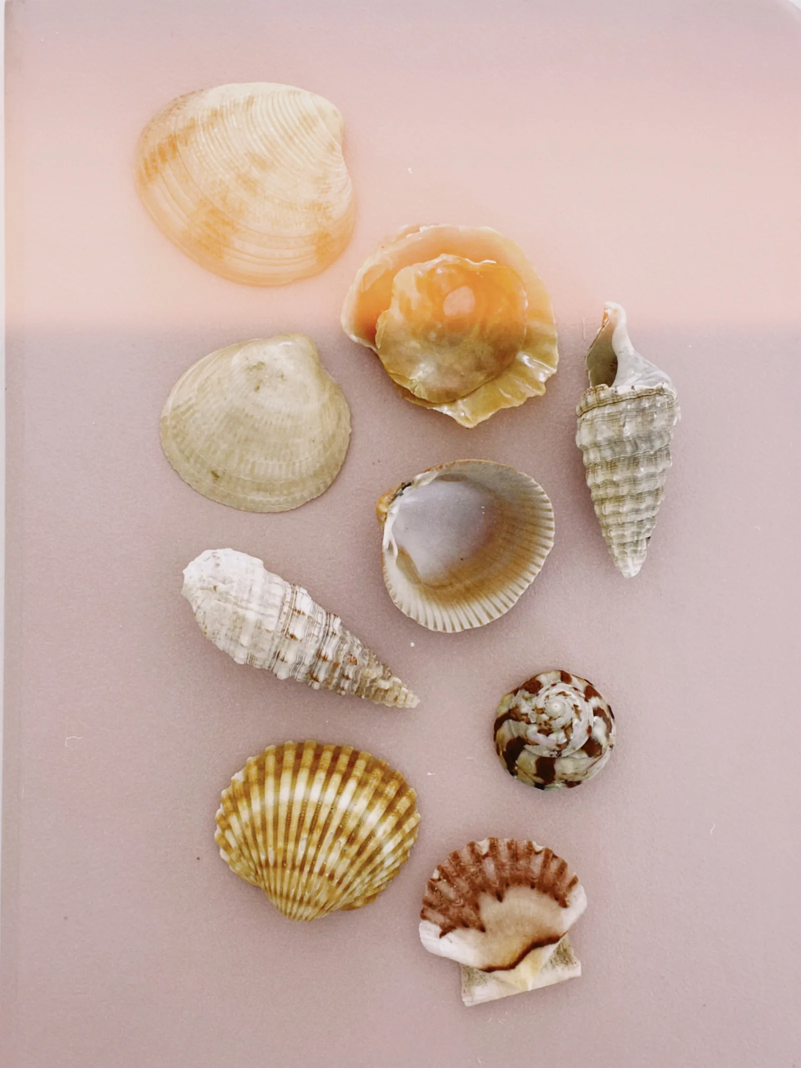 A collection of seashells on a pink surface